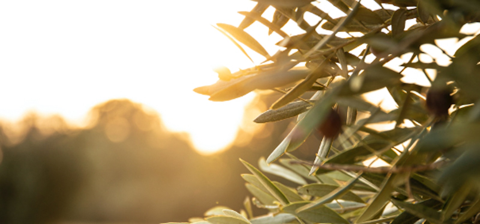 thematic-area-tile-5-universal-peace